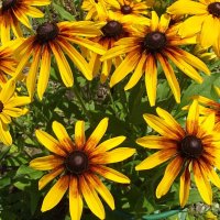 Рудбекия :: Freddy 97