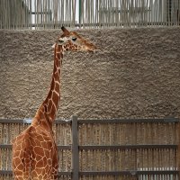 Великан... :: Галина Ильясова