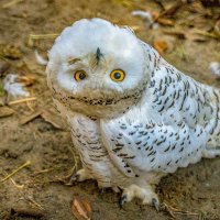 полярная сова :: Аркадий Лаптенко