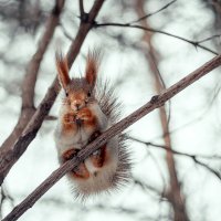 рыжая :: Антон Лихач