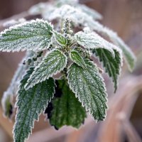 ... :: "The Natural World" Александер