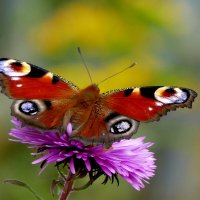 опять про бабочек...495 :: Александр Прокудин