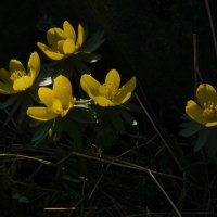 весенние цвета :: Heinz Thorns