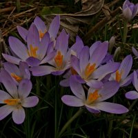 весенние цвета :: Heinz Thorns