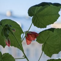 ... :: ВЛАДИМИР 