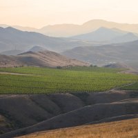 Виноградник меж гор :: Геннадий Валеев