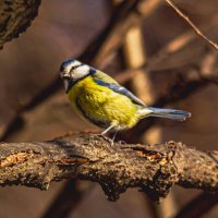 Птичка, лазоревка. :: Петр Беляков