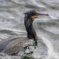 Баклан :: Андроник Александр 