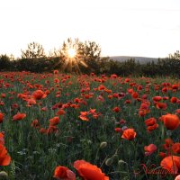 Природа Крыма :: Amazing Cosmea
