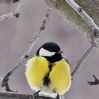 В гостях у синицы. :: Валентина Нефёдова В гостях у синицы. :: Валентина Нефёдова