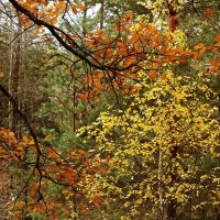 октябрь - импрессионист :: Александр Герасенков октябрь - импрессионист :: Александр Герасенков