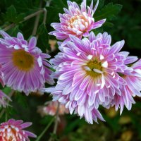 Хризантемы :: Валентин Семчишин