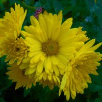 Жёлтые Хризантемы :: Валентин Семчишин Жёлтые Хризантемы :: Валентин Семчишин