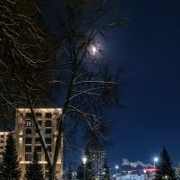 В лунную ночь... :: Сергей Шатохин 