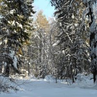 Прогалина. :: ВикТор Быстров Прогалина. :: ВикТор Быстров