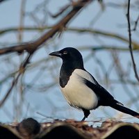 Где бы, чего бы... :: Николай Саржанов