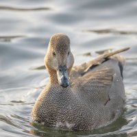 Самец серой утки :: Дарья Меркулова Самец серой утки :: Дарья Меркулова