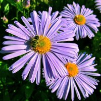 Фелиция в нашем саду :: Игорь Сычёв