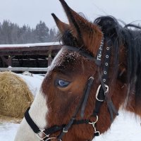 Голубоглазый Тимур. :: Ольга Голубоглазый Тимур. :: Ольга