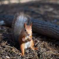 белка с арахисом :: Антон Лихач