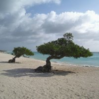 Игл Бич - один из самых лучших и самых красивых пляжей на острове Аруба. :: unix (Илья Утропов)