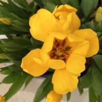 Тюльпан :: Сапсан 