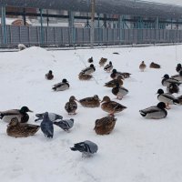 Птичник :: Наталья Герасимова