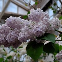 Ветка сирени приближает весну.. :: Татьяна Помогалова