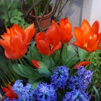 "Репетиция весны" в Аптекарском огороде :: Ольга 