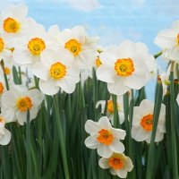 "Репетиция весны " в Аптекарском огороде :: Ольга 