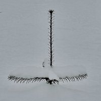 Ещё чуть - чуть и будет по самую макушку. :: Татьяна Помогалова