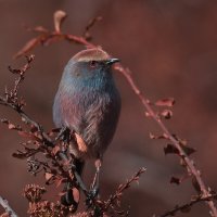 White-browed Tit-warbler :: Yudong Liu