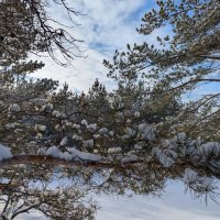 Сосновая глухомань :: Андрей Хлопонин