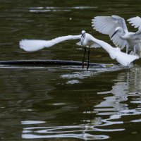 Малая белая цапля. :: Alexander Amromin