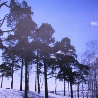 Сосны на пригорке :: Людмила Смородинская