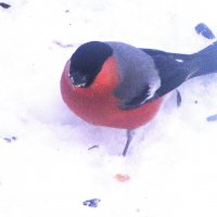 Красавчик прилетел :: Людмила Смородинская Красавчик прилетел :: Людмила Смородинская