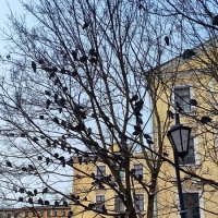 Грачи прилетели! :: Ольга 