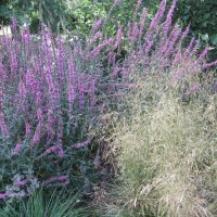 ......... :: Елена Шаламова