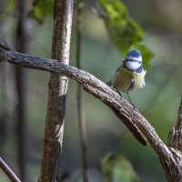 лазоревка :: юрий макаров
