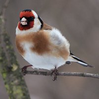 Щегол :: Лина 