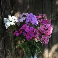 Флоксы :: Владимир Гришин