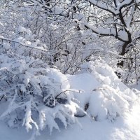 Снег, снежок... :: Рита Симонова