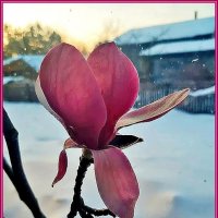 Цветок магнолии :: Ольга Довженко