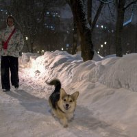 Прогулки в Зимнем Парке :: юрий поляков