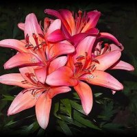 Лилии вечером :: Наталья ***