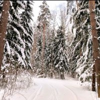 Подмосковье :: Тамара Вебер