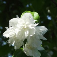 Жасмин :: Freddy 97