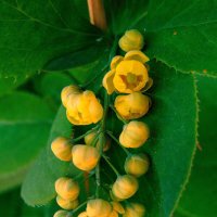 Барбарис. :: nadyasilyuk Вознюк