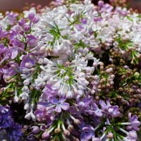 Сирень :: Aida10 