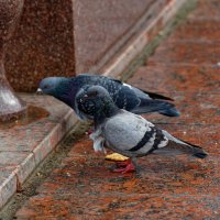 *** :: Вячеслав Алтай